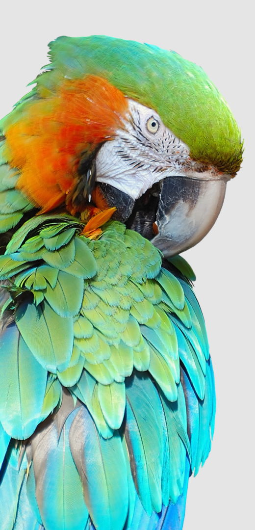 An irrelevant picture of a colorful parrot